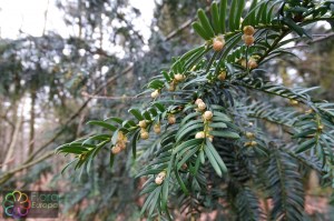 taxus baccata (2) (1200 x 800).jpg_product_product_product